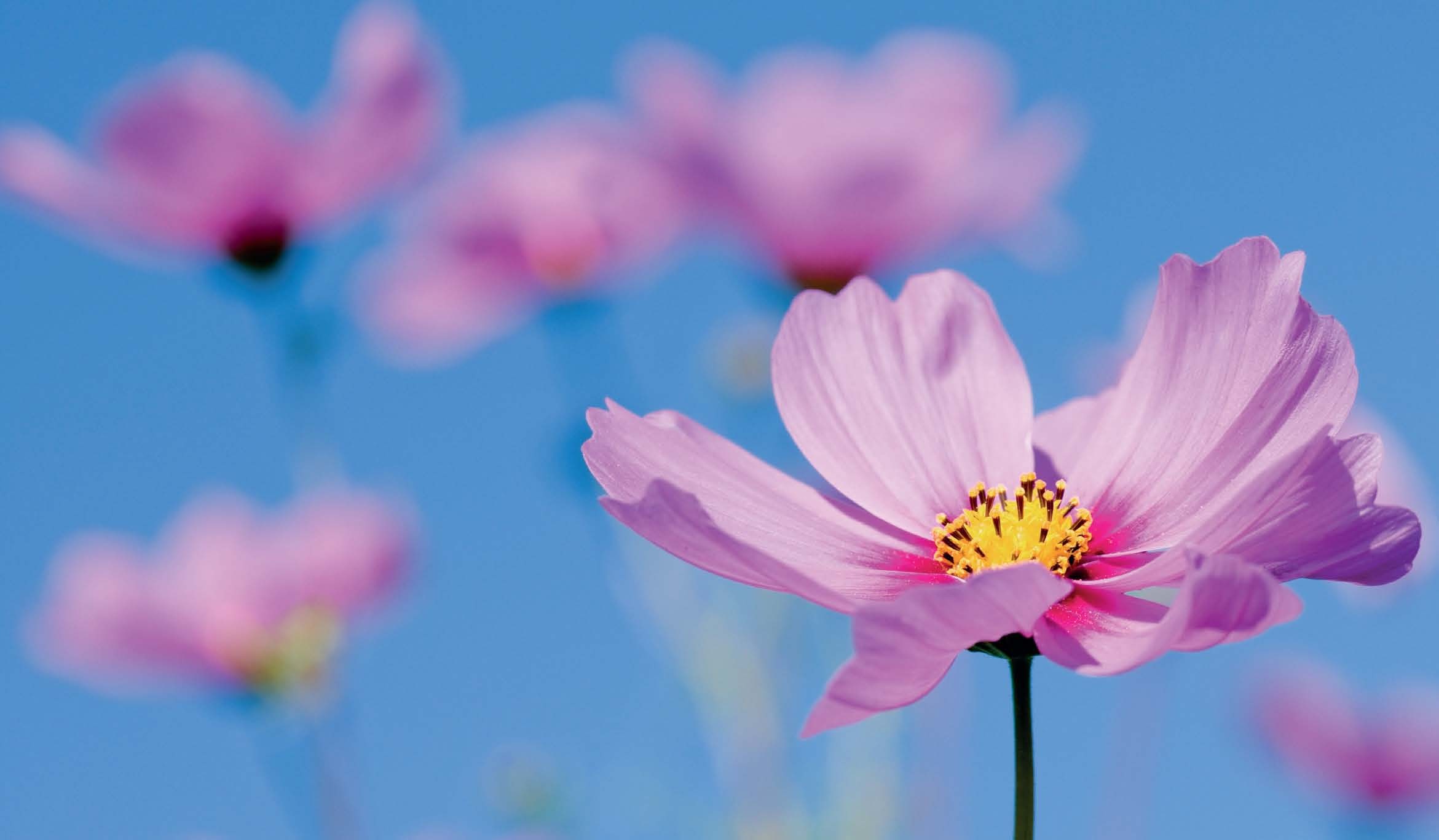 想要花的句子_想要花花_花再美也不想要