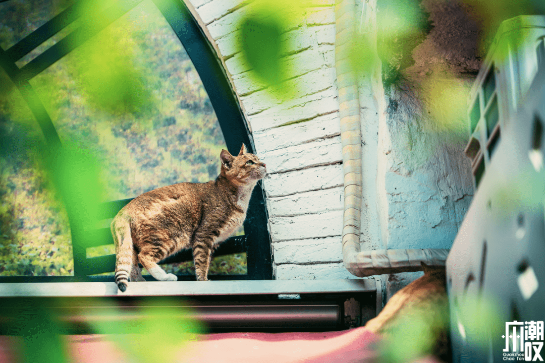 猫咪app下载地址_猫咪现在的地址是多少呀_现在宠物店猫咪幼崽多少钱