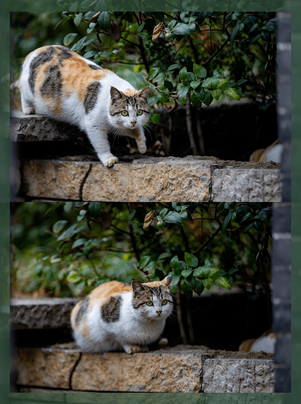 猫咪现在的地址是多少呀_猫咪app下载地址_现在宠物店猫咪幼崽多少钱