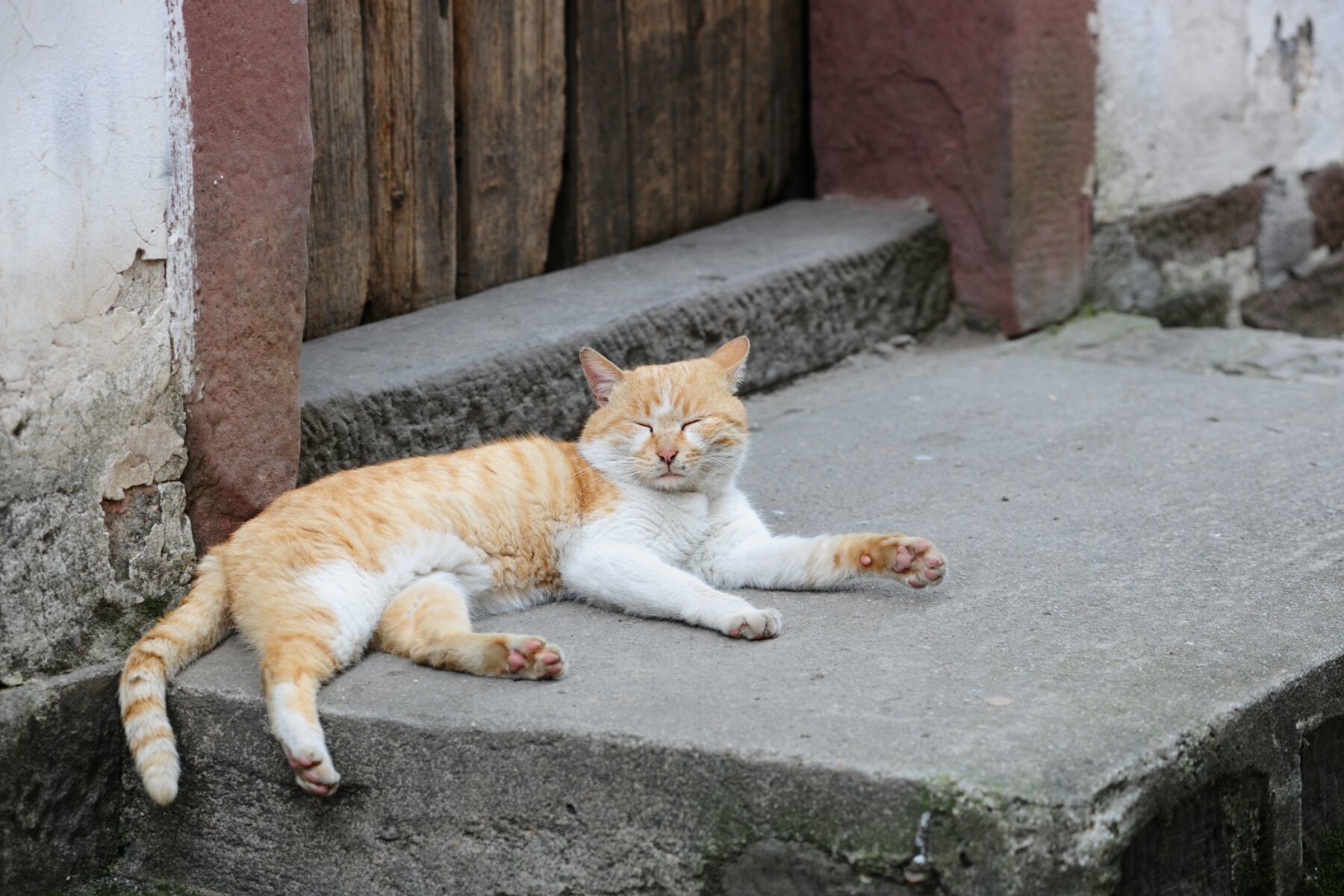 猫咪app下载地址_现在宠物店猫咪幼崽多少钱_猫咪现在的地址是多少呀