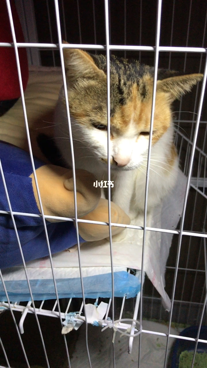 猫咪世界记录你的生活官网_记录世界记录你快猫官网_我想看猫世界