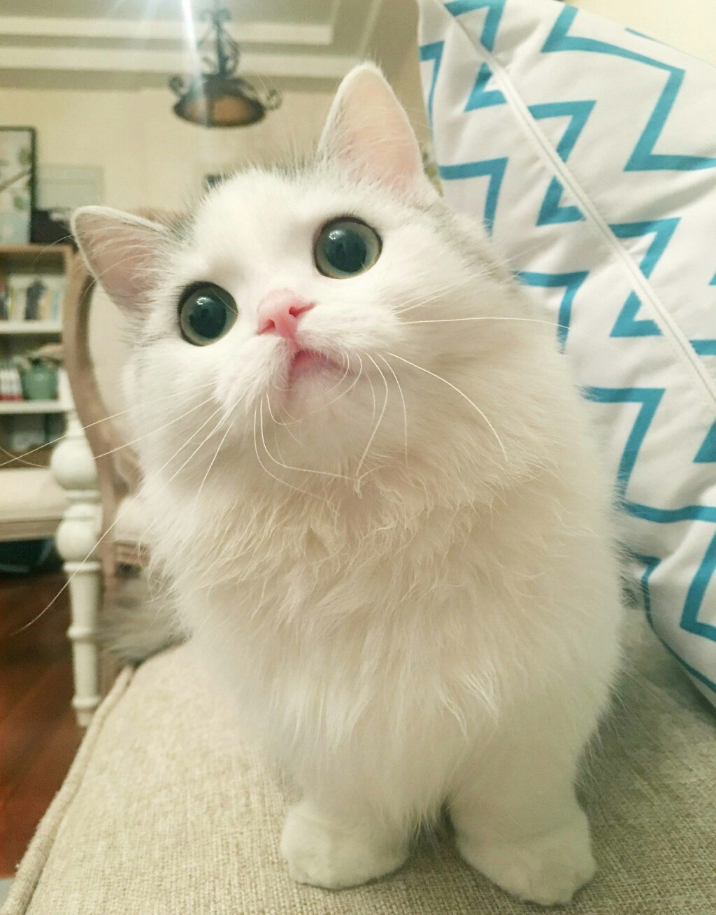 萌猫猫养成攻略，让你成为猫奴达人！