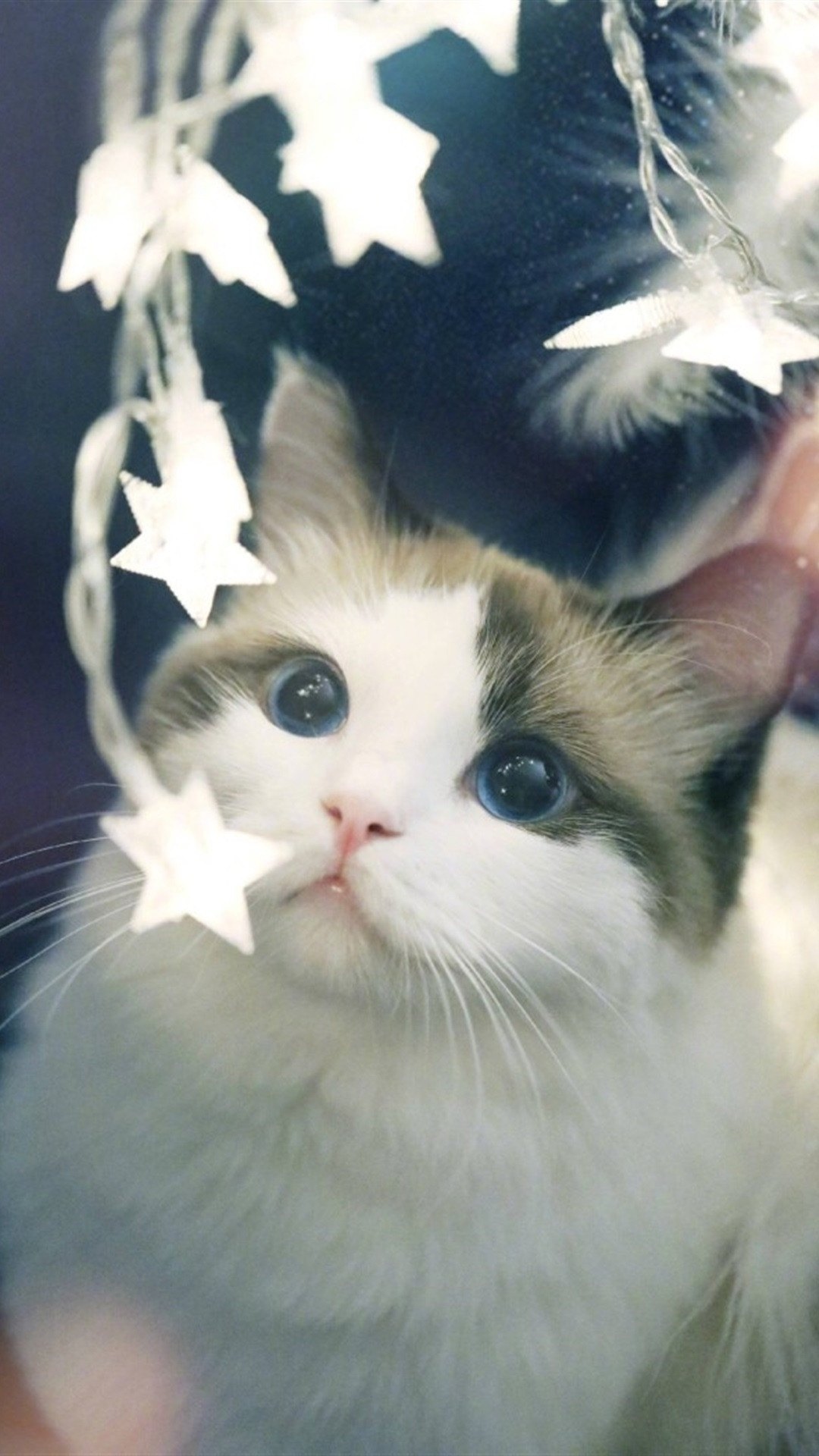 萌猫猫养成攻略_养成攻略萌猫猫在线阅读_萌猫养成罐攻略
