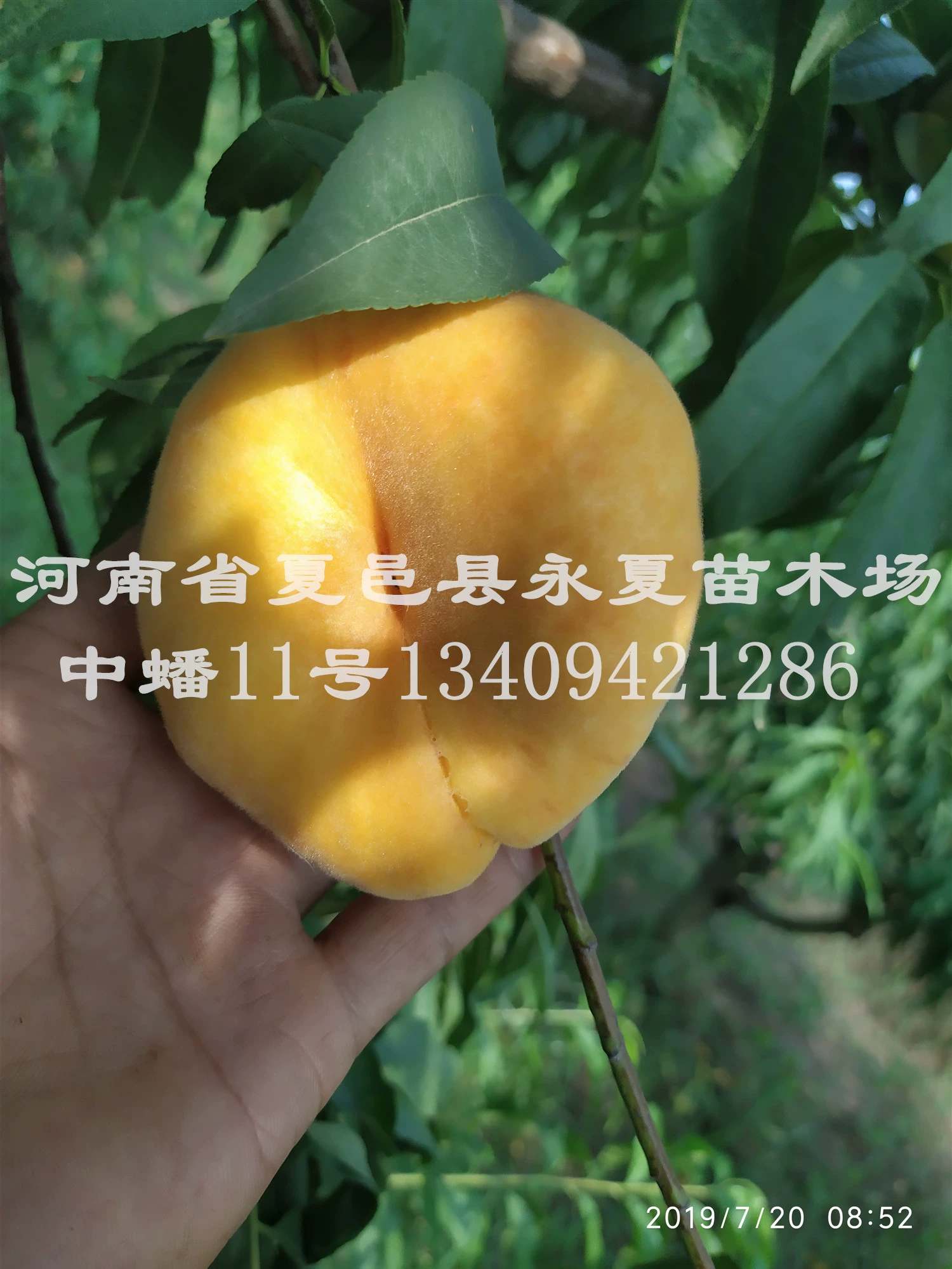调教桃子_美女人妻犬调教黄子婷_小媛子黄金调教