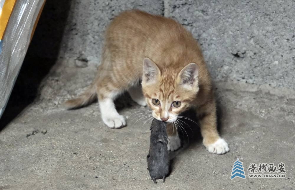 淘宝捉猫猫游戏技巧_躲猫猫游戏大全_猫猫罐头游戏安卓