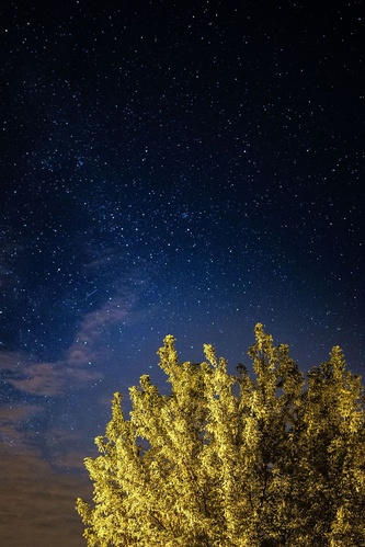 星星树是什么软件_星星树_星星树图片