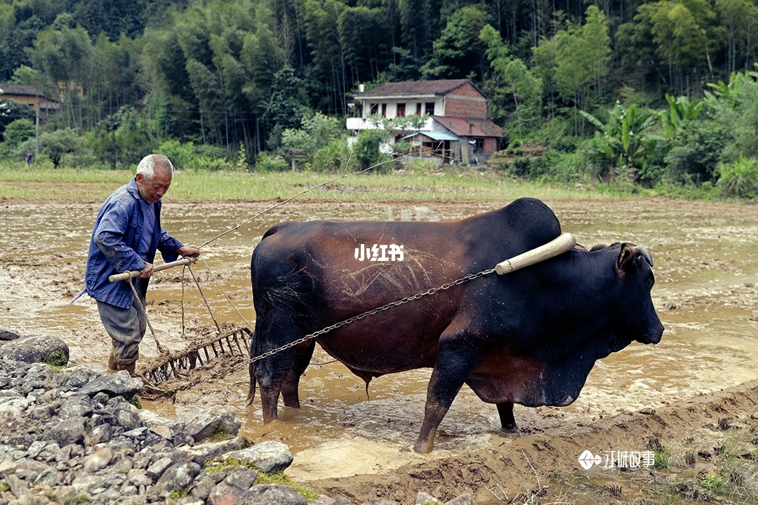 牛头不见了_找出十头牛_给我找一个牛头人