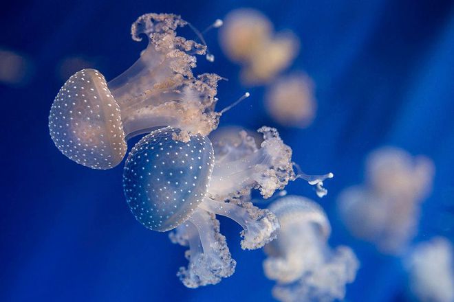 澳洲斑点水母_澳洲斑点水母和海葡萄在哪_澳洲斑点水母有毒吗