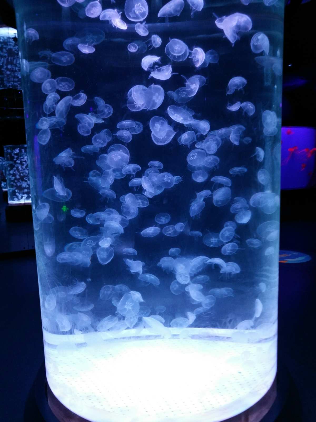 澳洲斑点水母有毒吗_澳洲斑点水母和海葡萄在哪_澳洲斑点水母