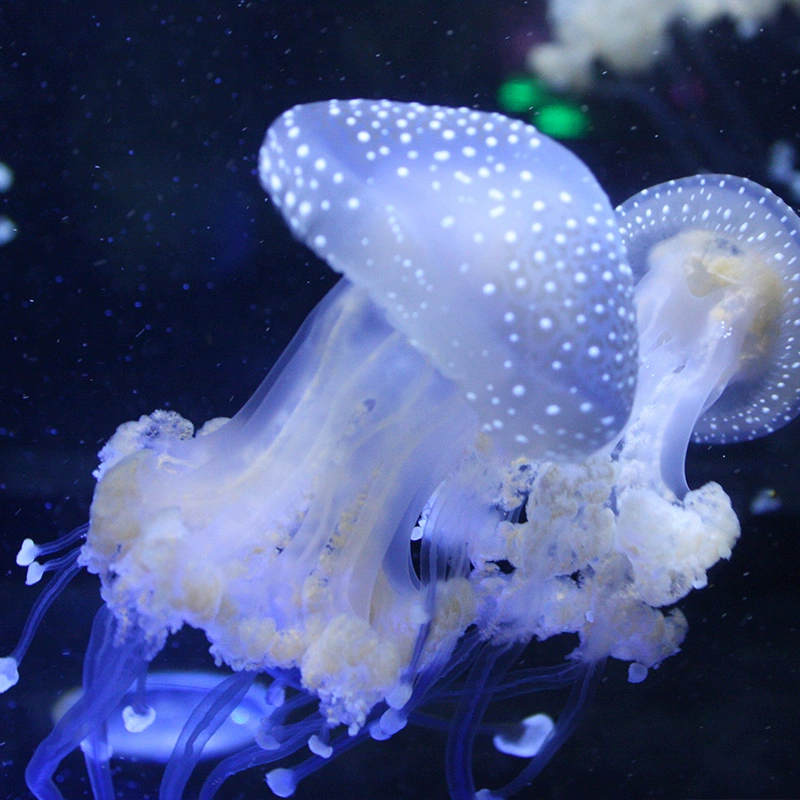 澳洲斑点水母_澳洲斑点水母有毒吗_澳洲斑点水母和海葡萄在哪