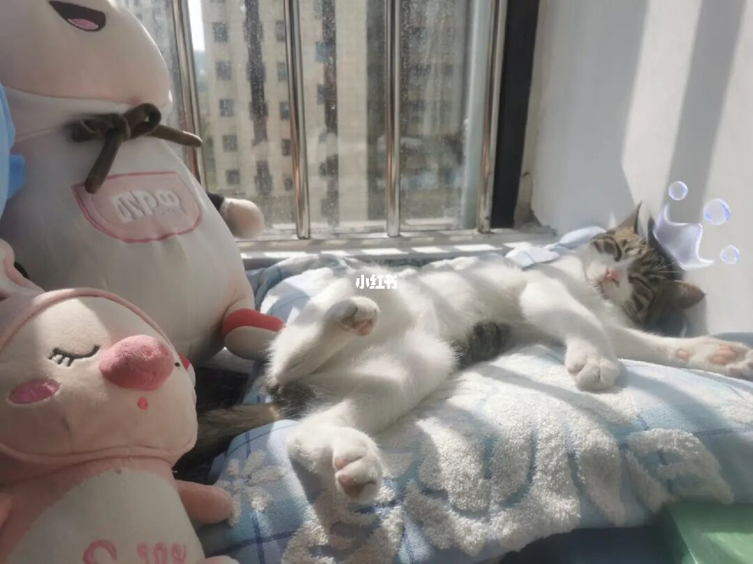 猫咪成人_小猫咪小猫咪