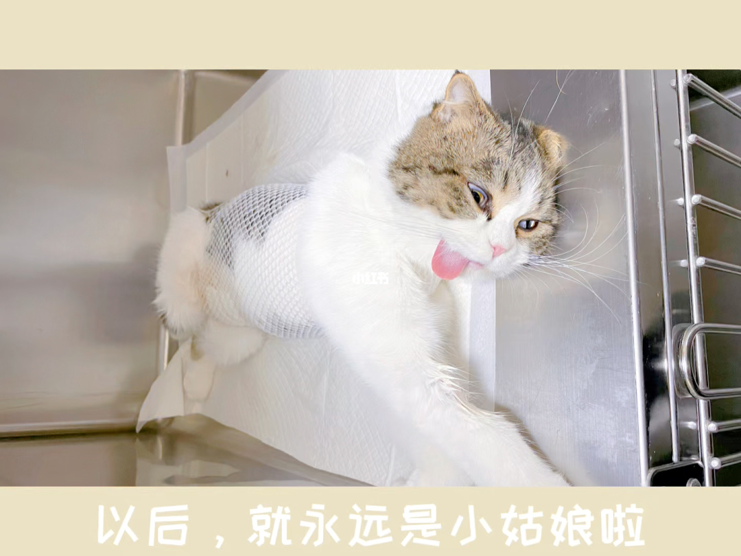 小猫咪小猫咪_猫咪成人