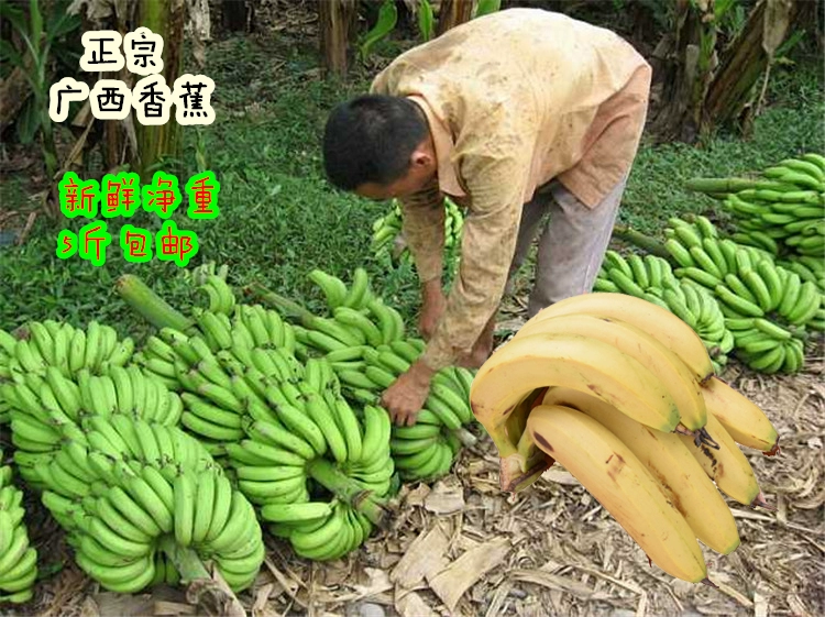 香蕉在线精品视频在线app_牛牛在线精品视频(正)_在线精品视频熟女