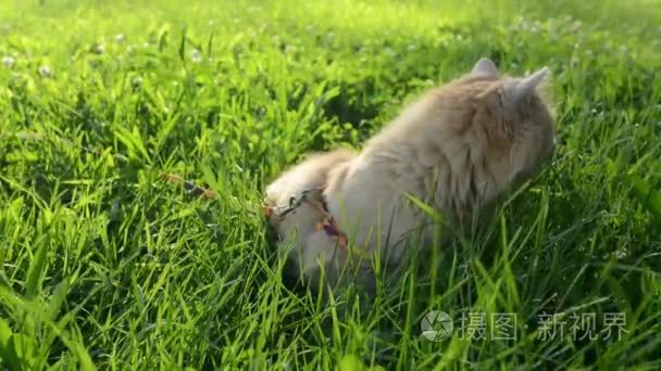 嗨皮猫_皮猫游戏解说_皮猫解说的跳舞视频哪里来的