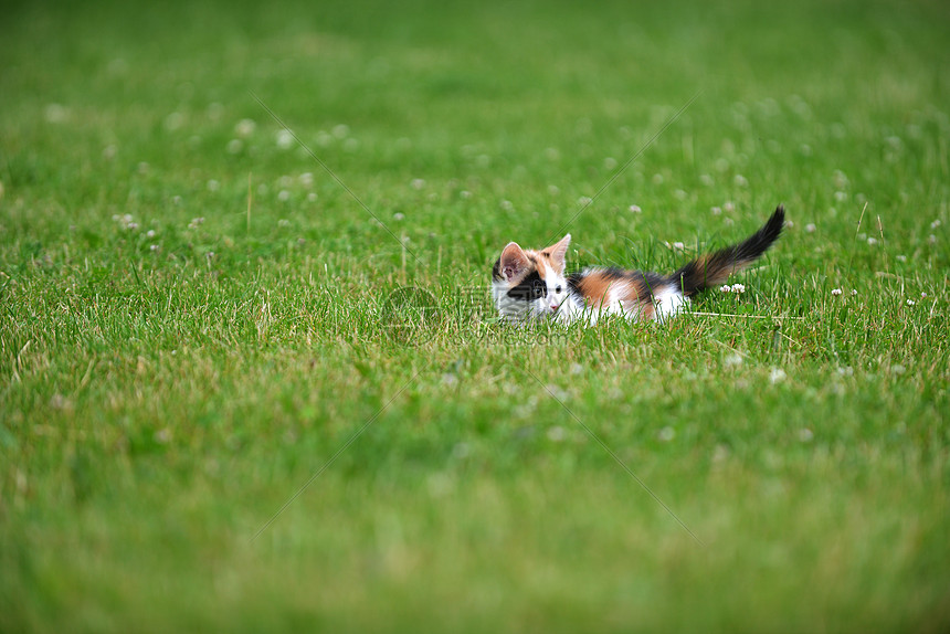 皮猫游戏解说_嗨皮猫_皮猫解说的跳舞视频哪里来的