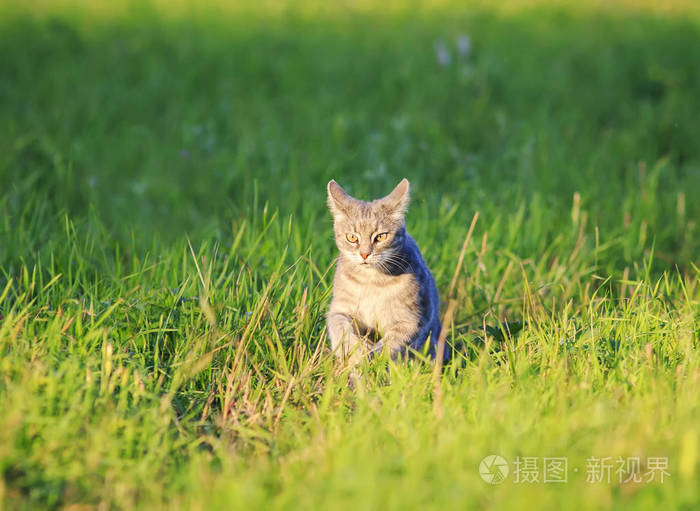 皮猫解说的跳舞视频哪里来的_嗨皮猫_皮猫游戏解说
