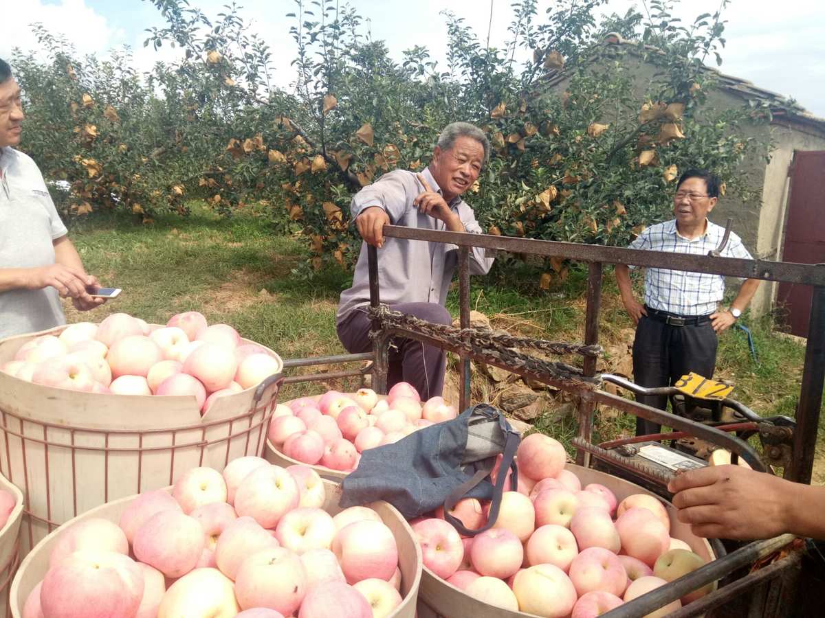 河南传奇农业科技新闻_果农传奇_农广天地嘉宝果视频