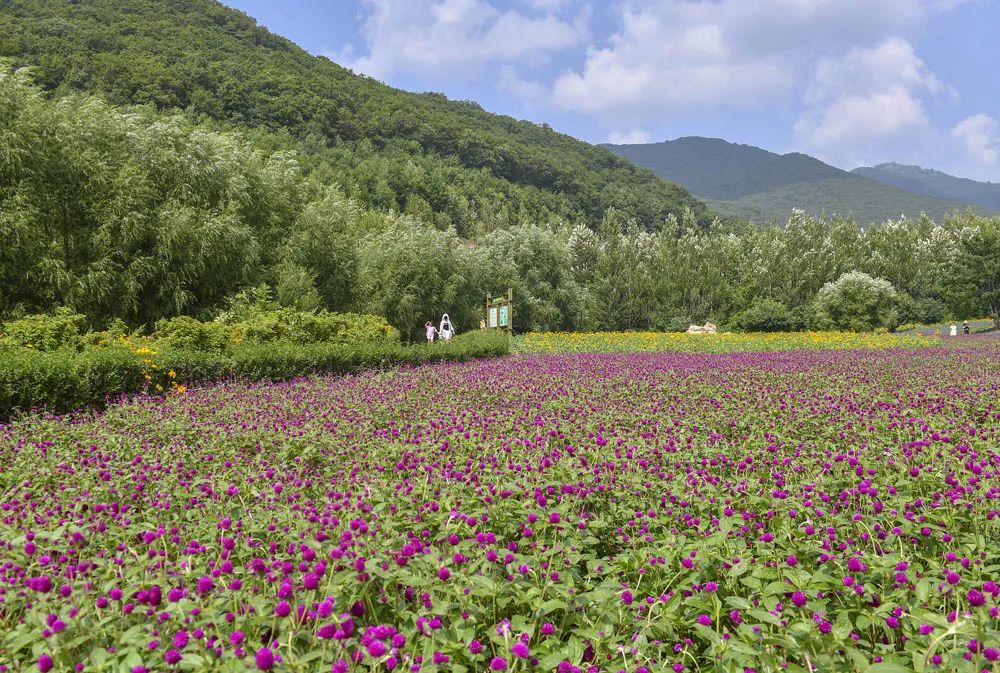 花园的乐趣4399_花园乐趣的句子_花园乐趣月季图片
