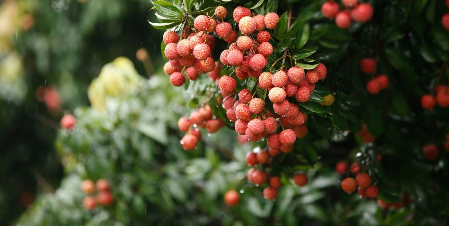 荔枝fm糖蒜广播_荔枝fm下载_荔枝fm下载已下载在哪