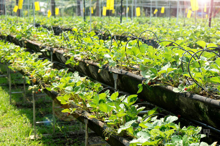洛克王国小荷_洛克王国小荷编号_洛克王国小荷灵编号