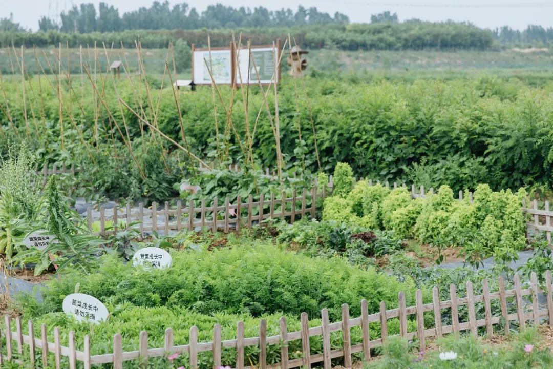 洛克王国小荷灵编号_洛克王国小荷_洛克王国小荷编号