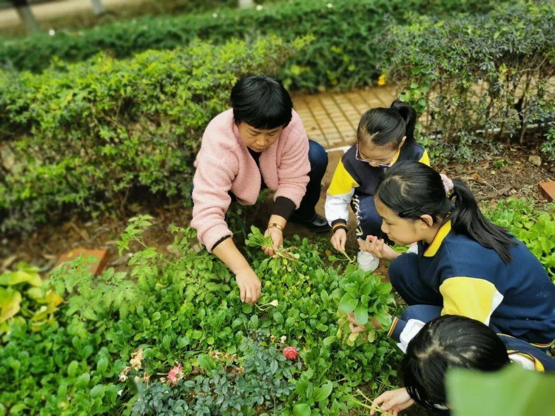 洛克王国小荷灵编号_洛克王国小荷编号_洛克王国小荷