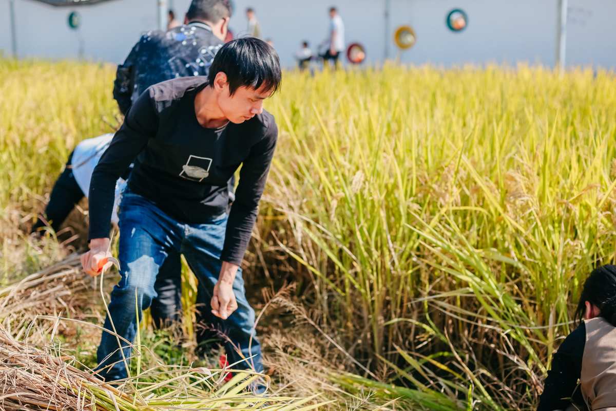 谷王80小麦收割机_谷王朱橞是老几_百谷王
