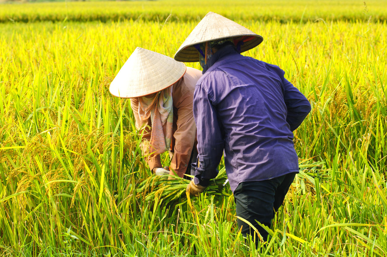 百谷王_谷王朱橞是老几_谷王80小麦收割机