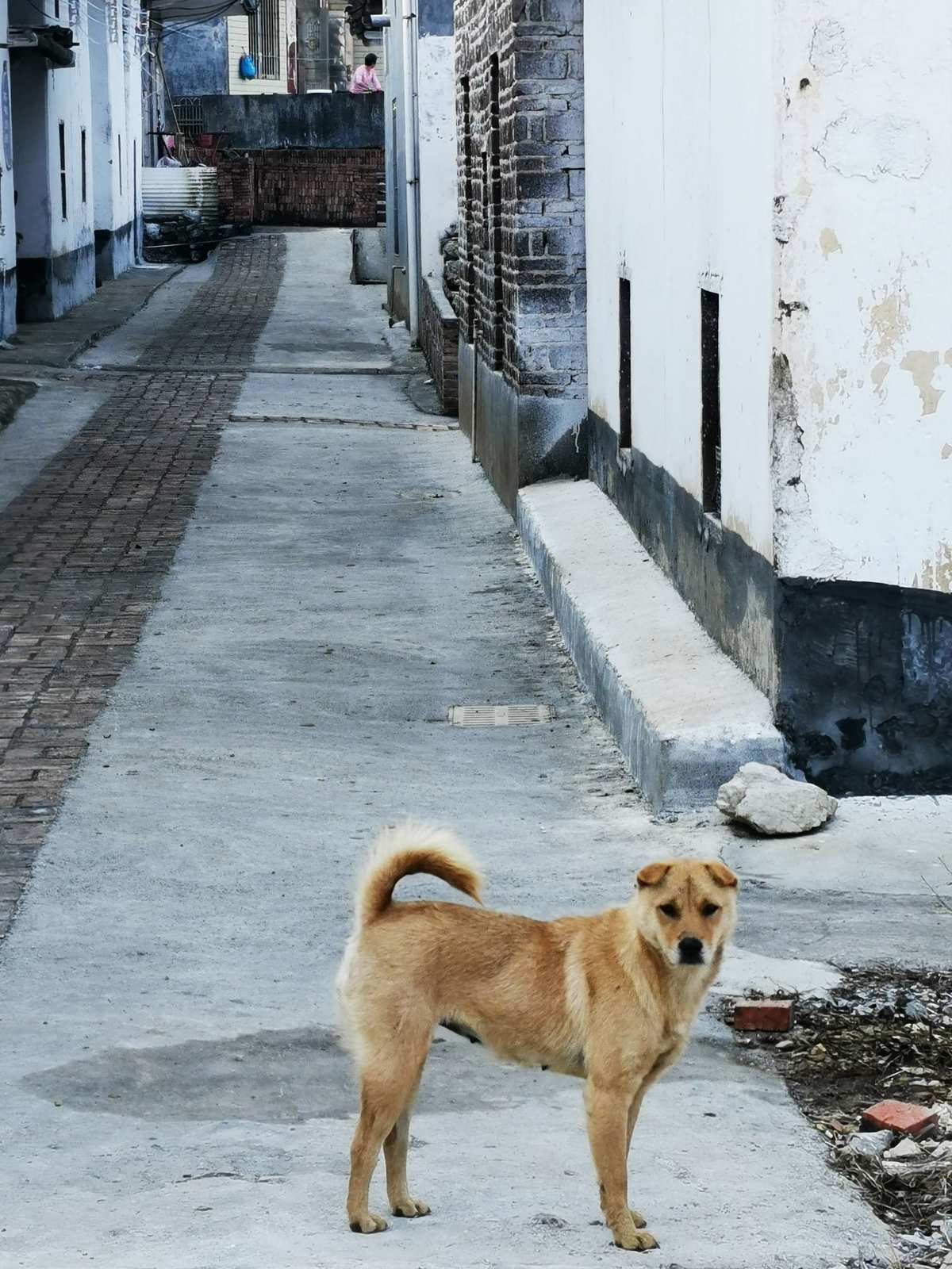 保命狗头图片_保命狗头什么意思_狗头保命