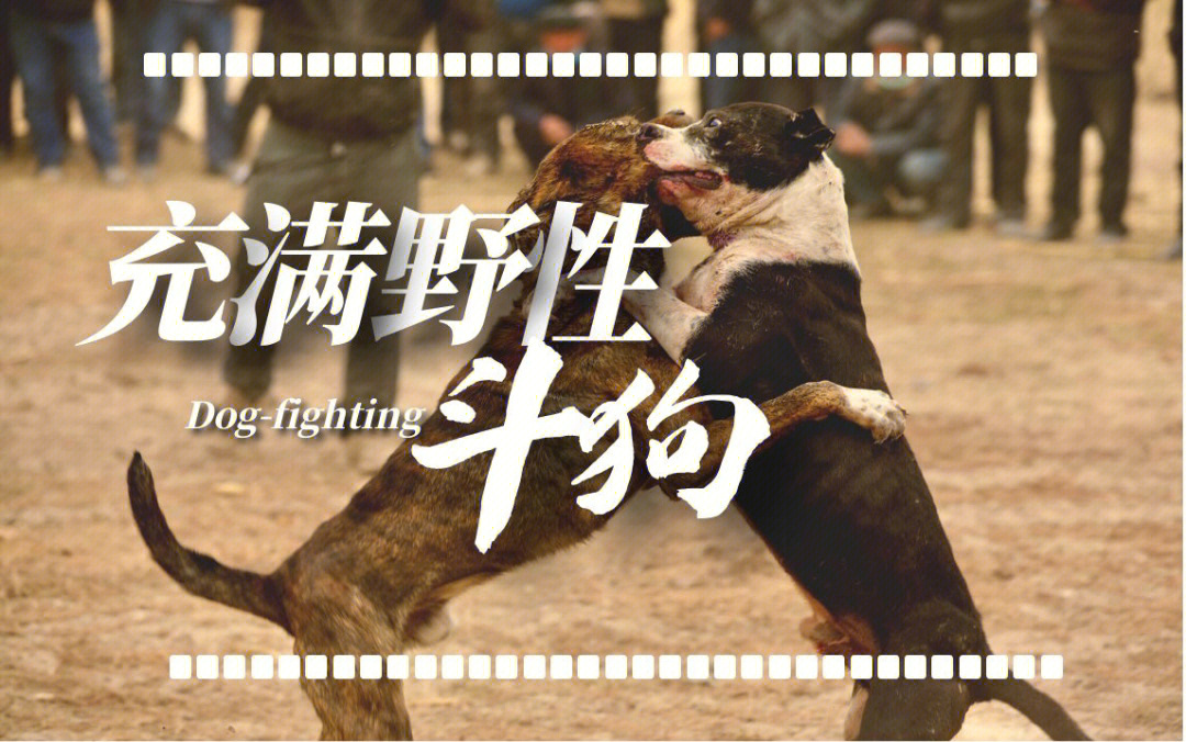 保命狗头图片_狗头保命_保命狗头什么意思
