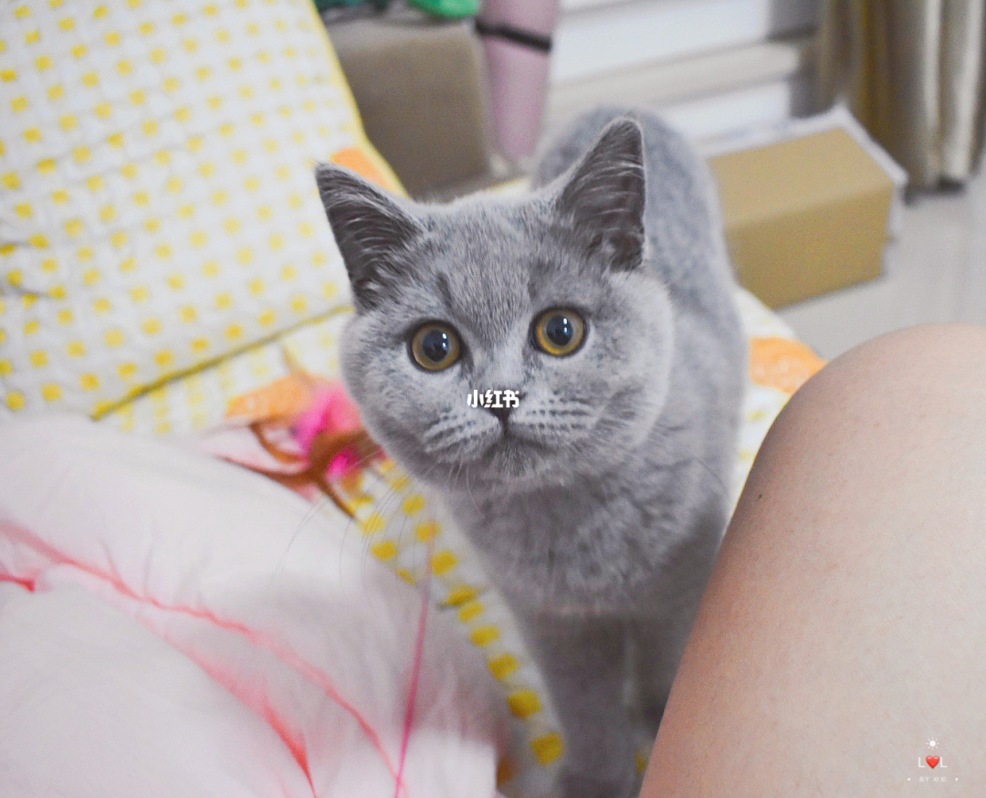 新版猫咪社区目前的地址_新版app猫咪软件破解版_新版猫咪社区