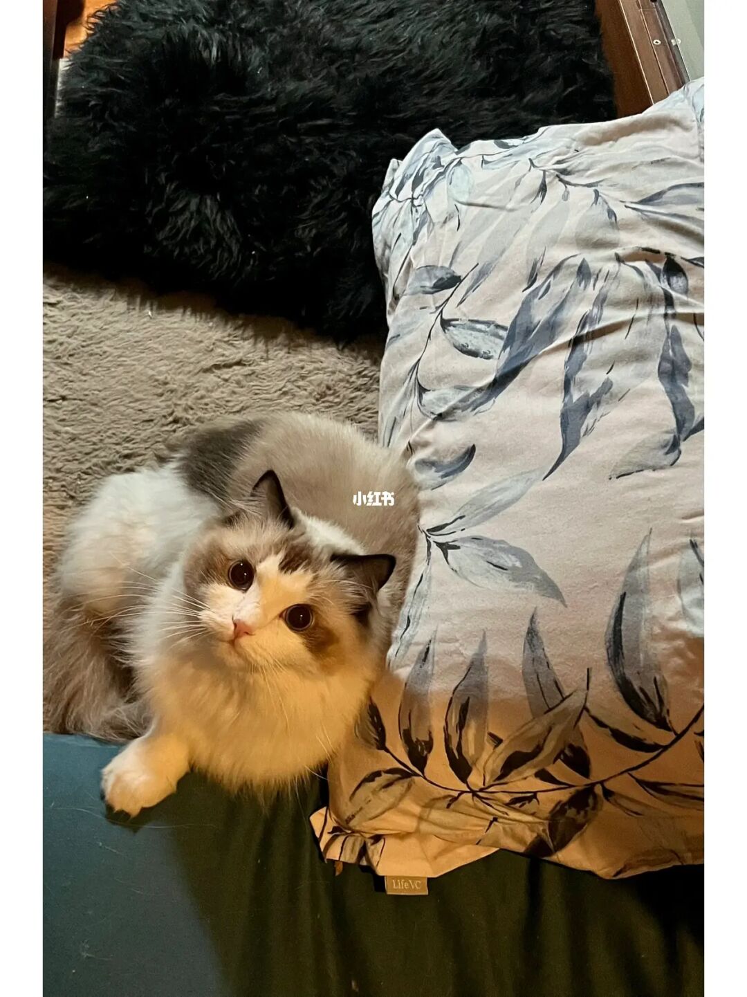 新版猫咪社区_新版猫咪社区目前的地址_新版app猫咪软件破解版