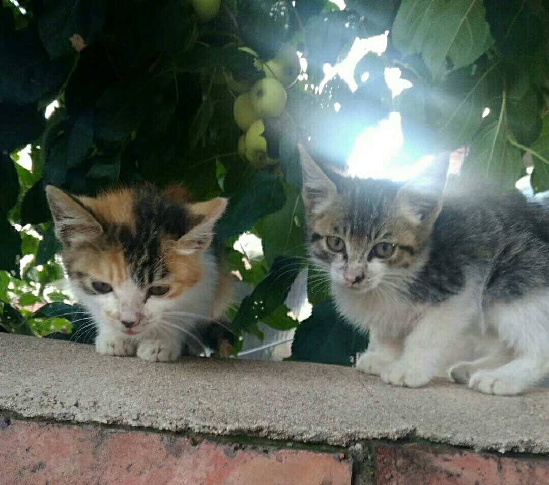 新版app猫咪软件破解版_新版猫咪社区目前的地址_新版猫咪社区