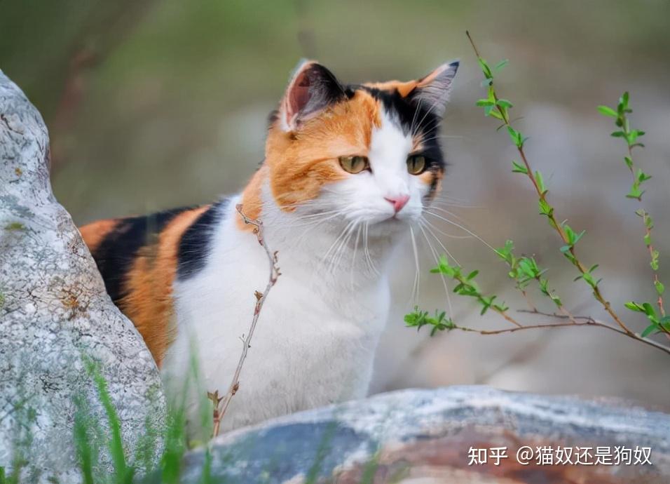 喵喵喵是什么歌_喵喵喵歌曲原唱是谁_歌喵喵喵喵喵喵