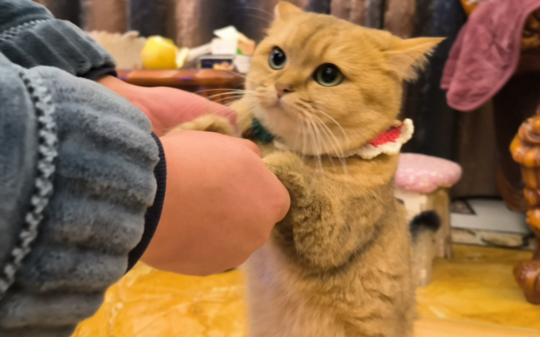猫啵直播_猫啵直播_猫啵直播