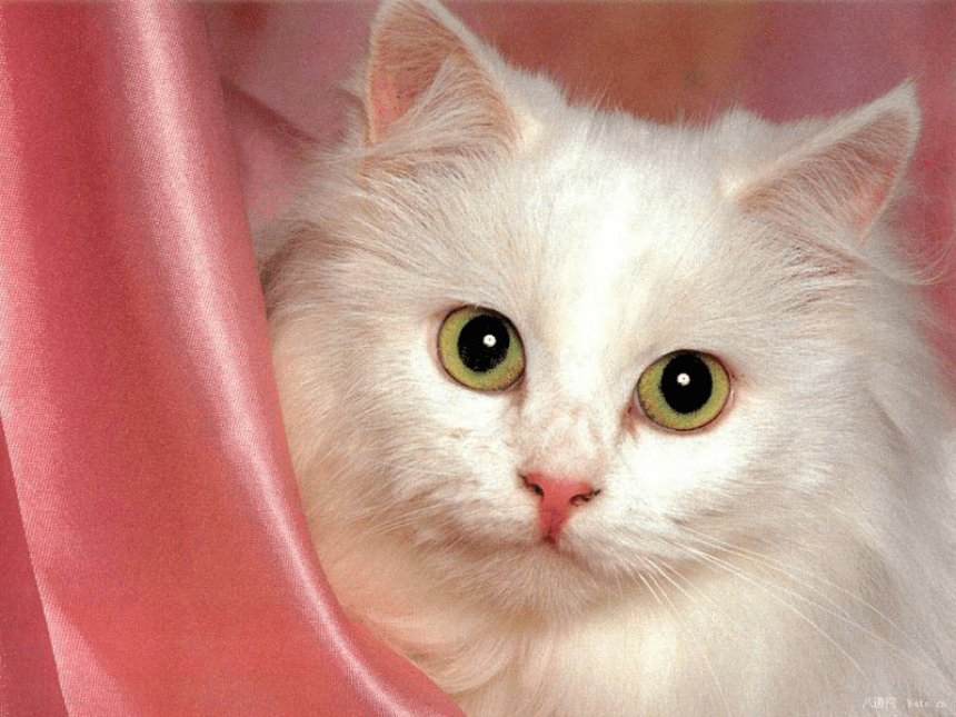 资源猫下载_资源猫激活码共享_资源猫种子搜索网站