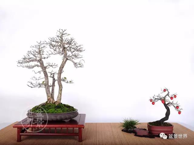 鸦知反哺的意思_鸦知反哺打一浙江地名_知鸦