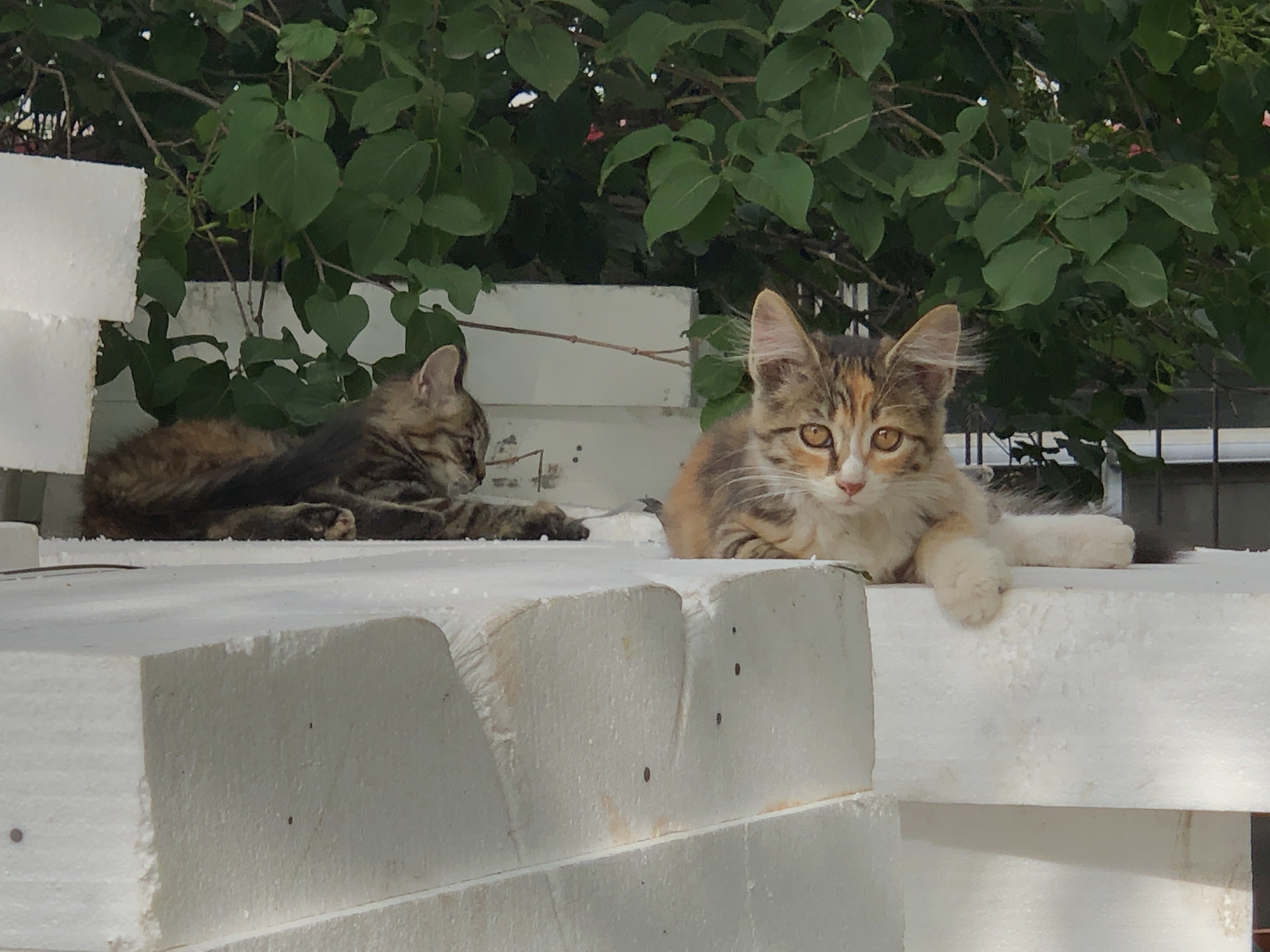猫之二重唱_猫之二重唱_猫之二重唱