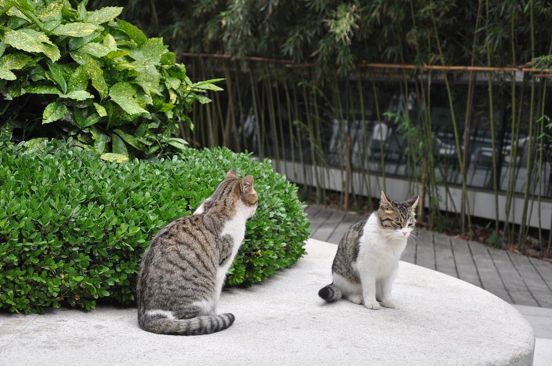 猫之二重唱_猫之二重唱_猫之二重唱