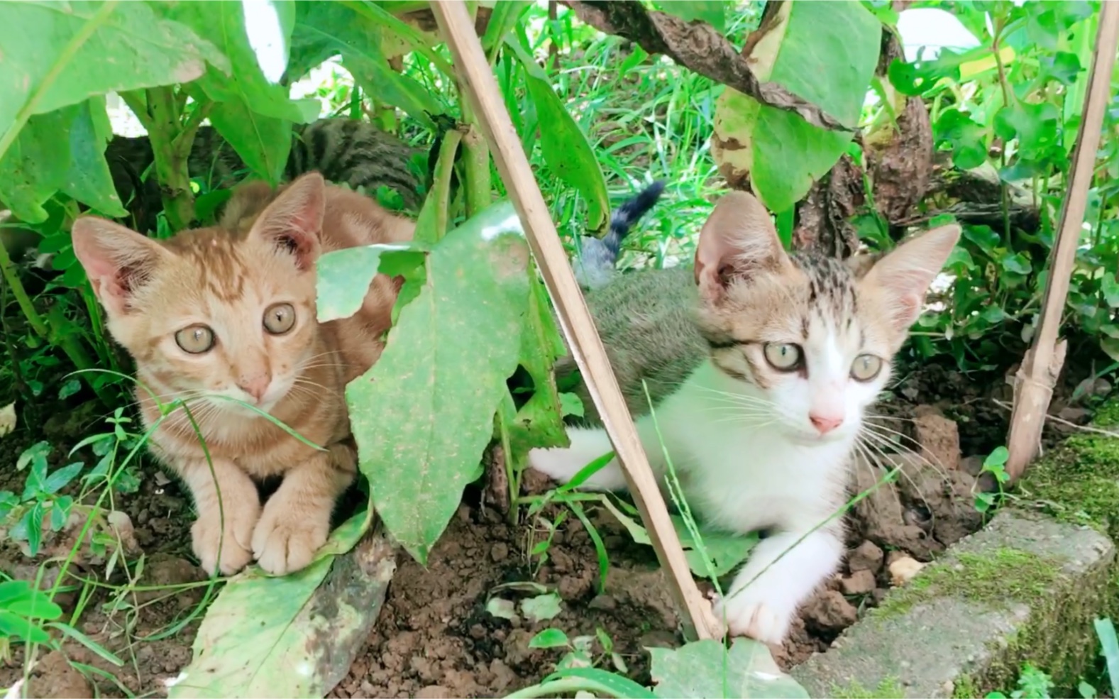 猫之二重唱_猫之二重唱_猫之二重唱