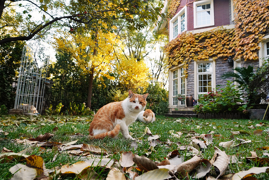 猫之二重唱_猫之二重唱_猫之二重唱