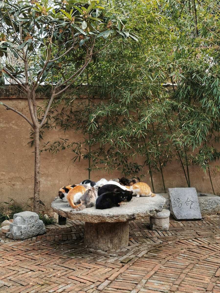 猫之二重唱_猫之二重唱_猫之二重唱