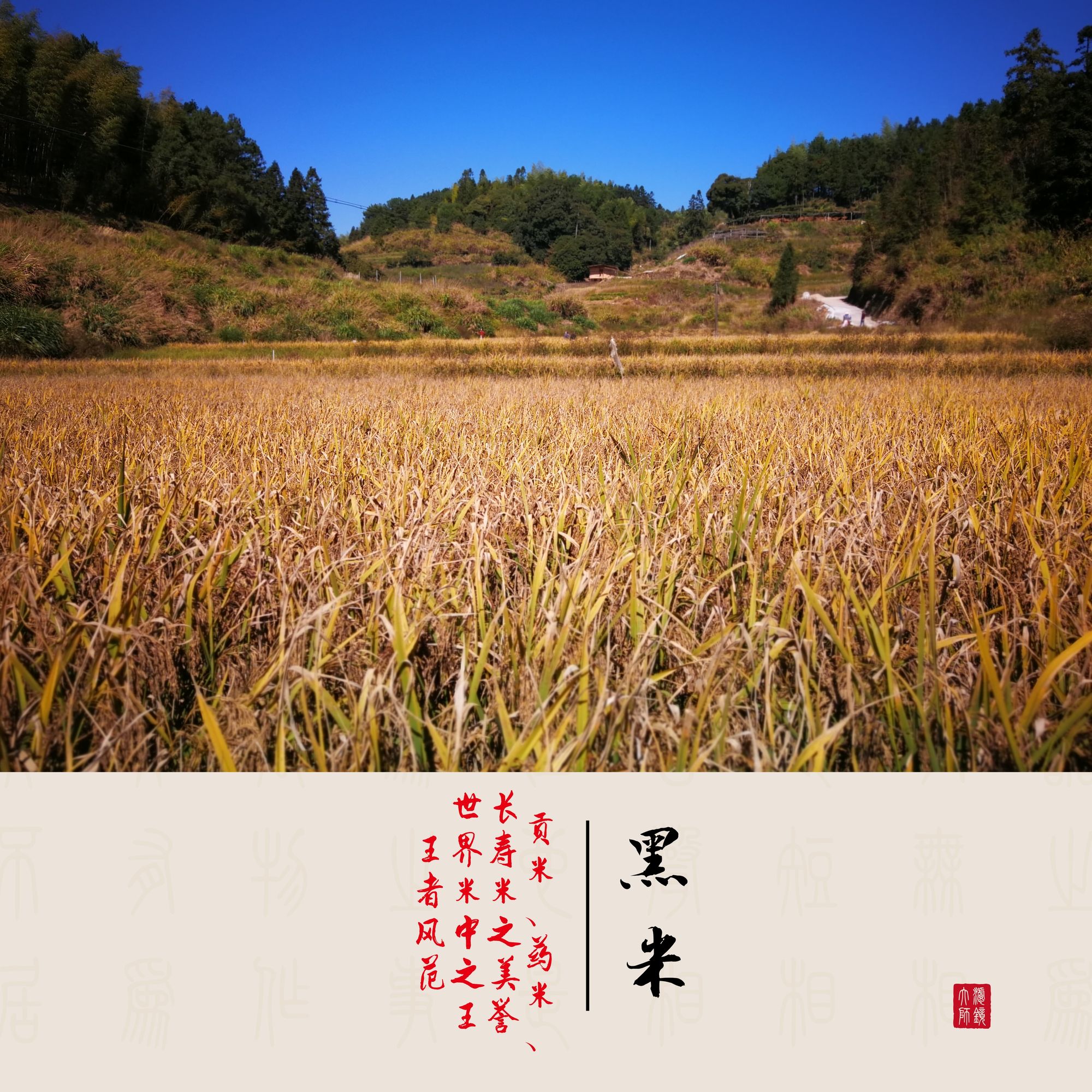 米山舞_米山_米山籼怎么读