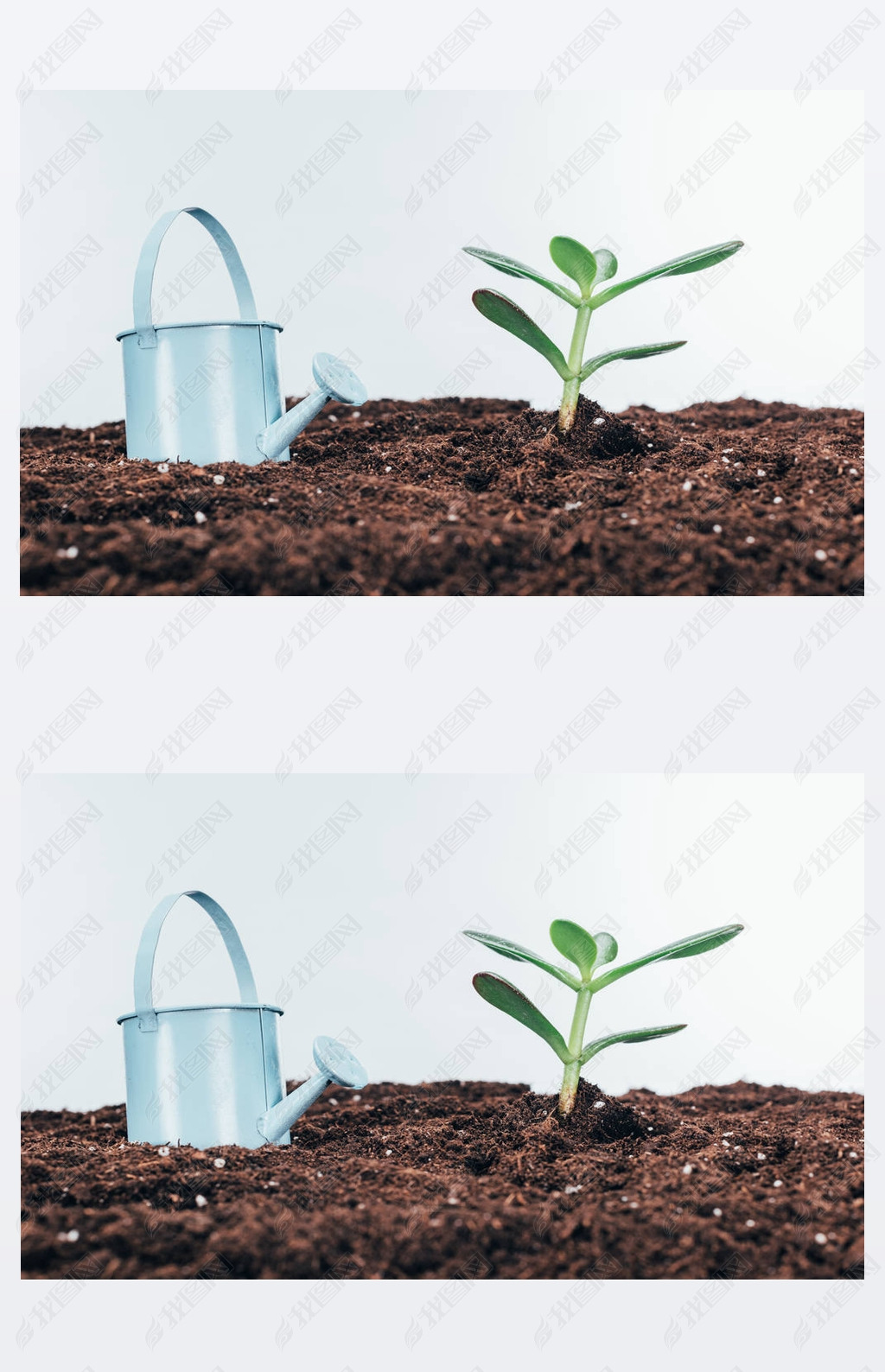 叶绿攻略二周目_叶绿攻略_叶绿攻略一周目