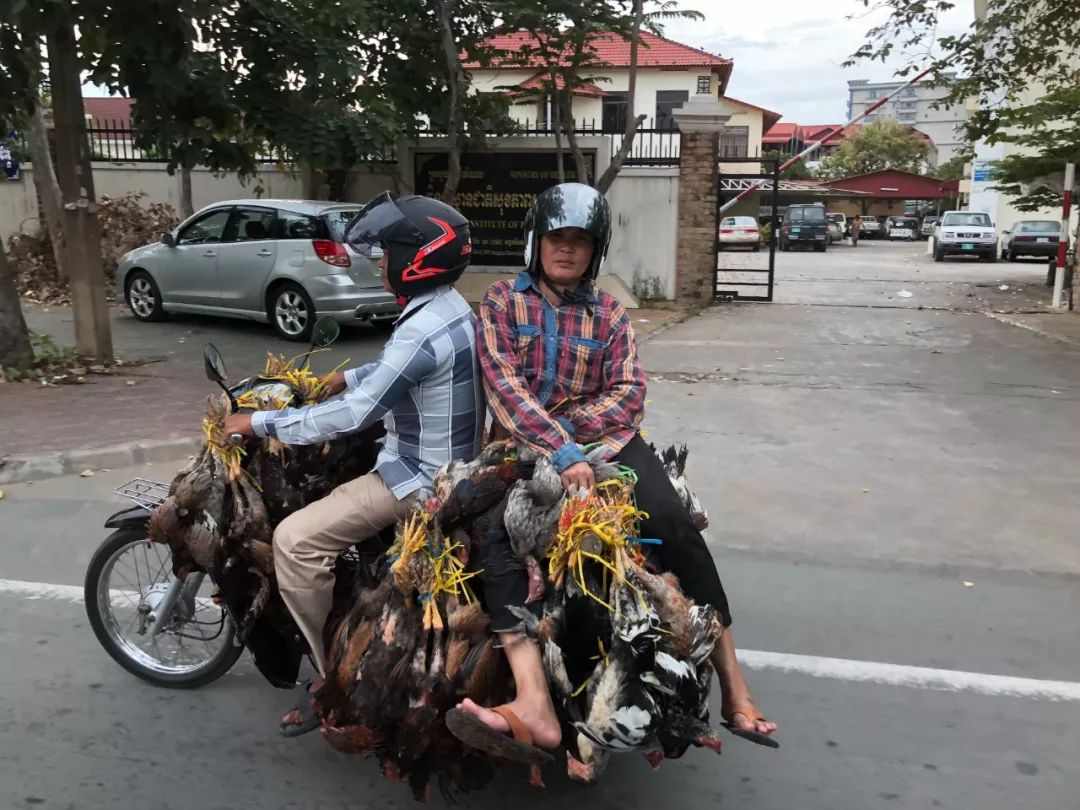 搞鸡游戏_搞鸡游戏_搞鸡游戏