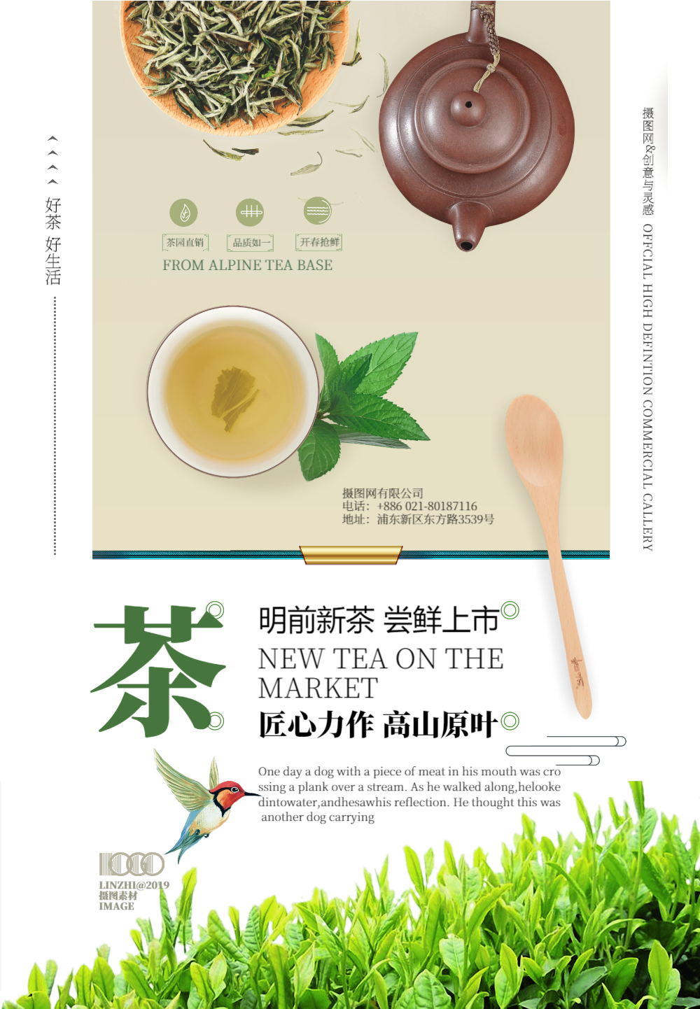 铁观音新茶价格_新茶tv_新茶铁观音什么时候上市