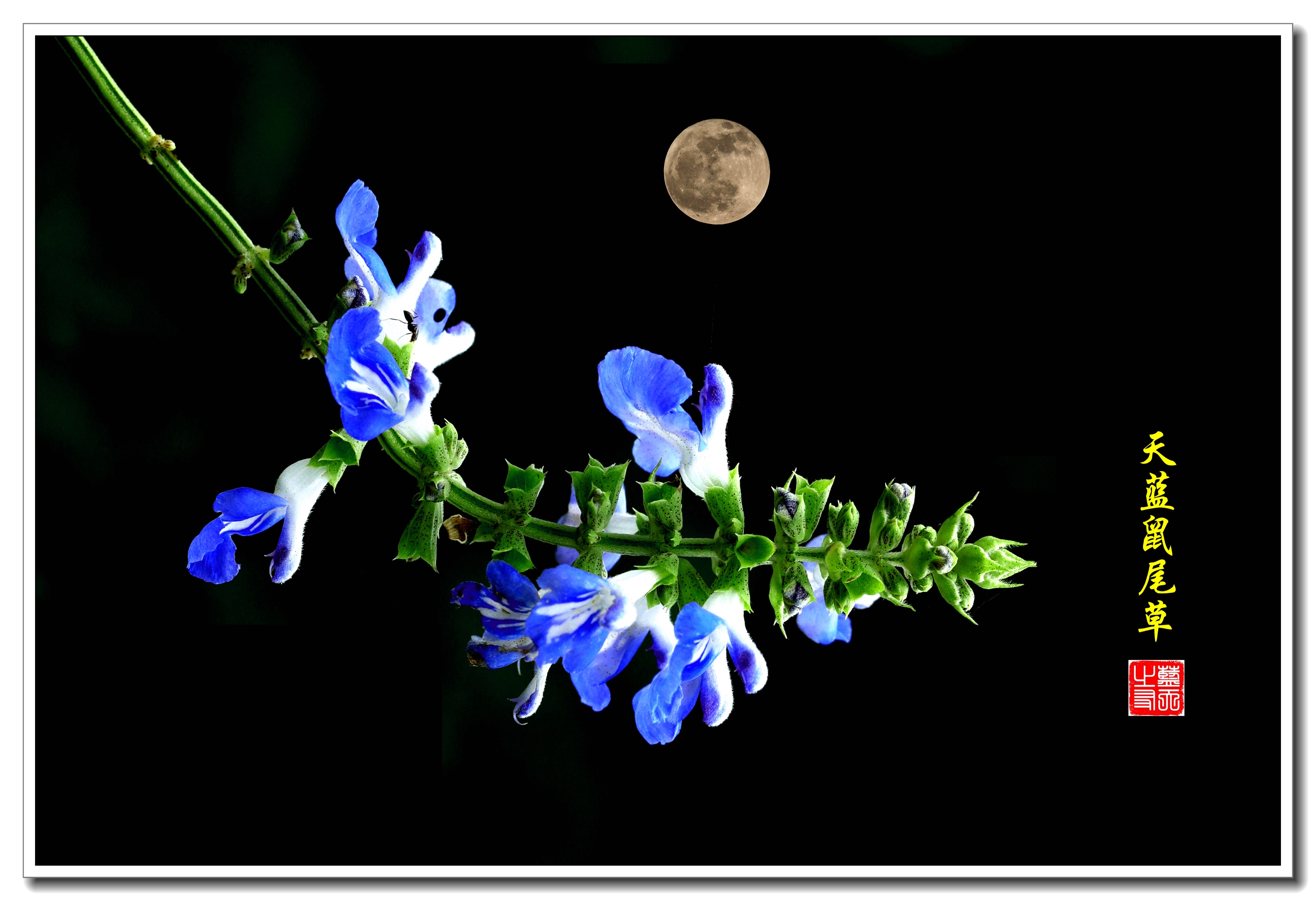 历节月光草_历劫月光草1星攻略_历劫月光草