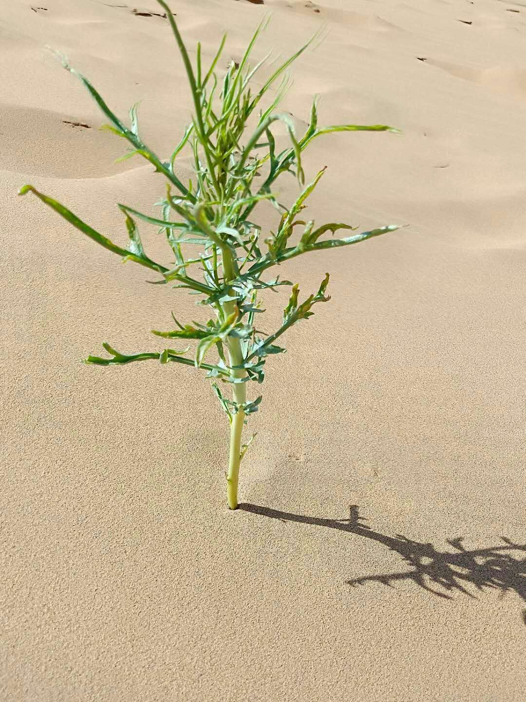 历劫月光草_历劫月光草1星攻略_历节月光草