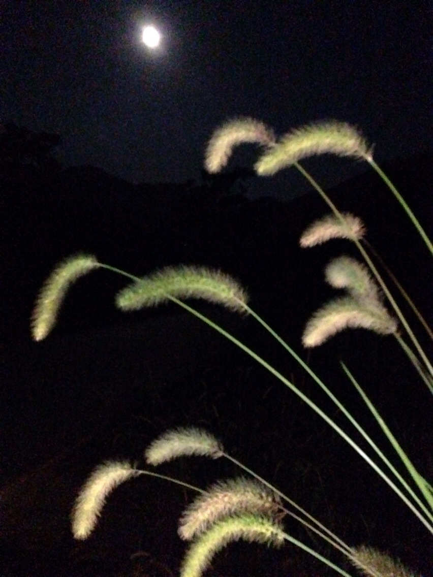 历节月光草_历劫月光草_历劫月光草1星攻略