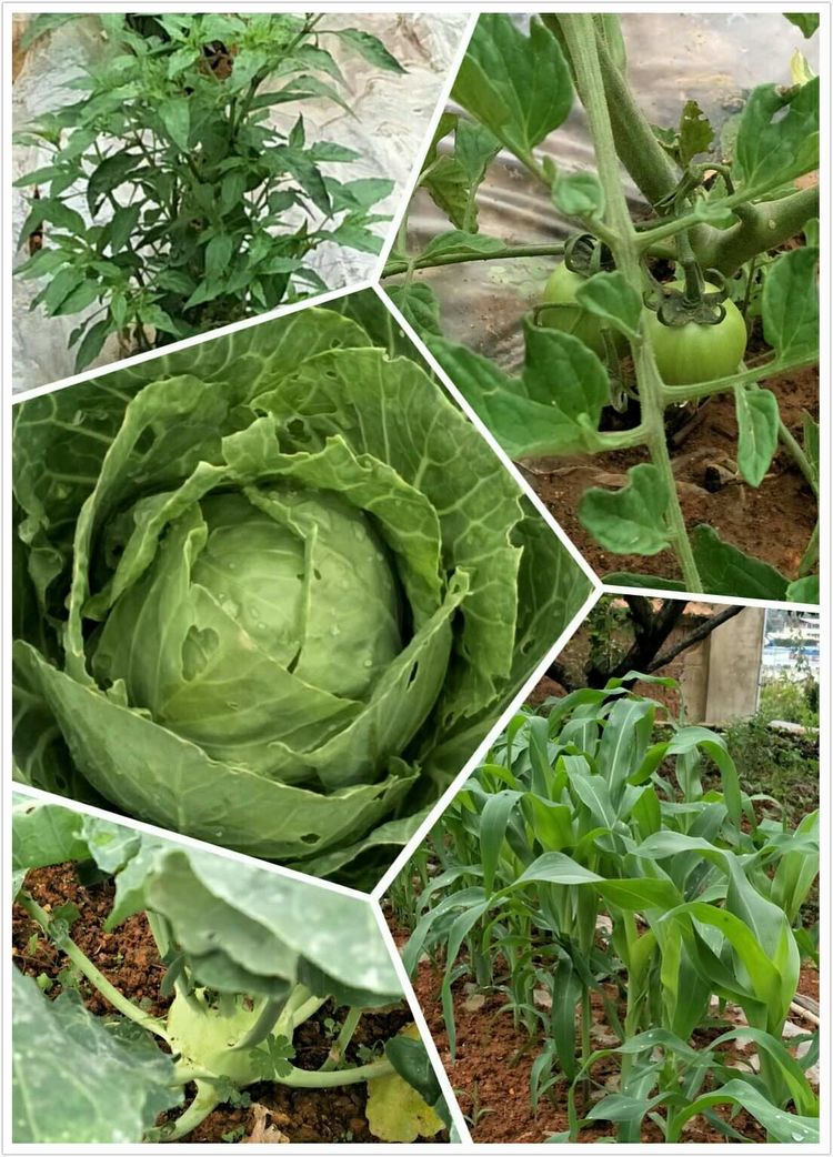 星际战甲花甲叫什么_星际战甲花甲强度配卡_星际战甲花甲是啥